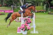 Hongre 10 ans pour CCE, CSO, hunter, tres bon mental