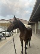 À vendre : Hermès de Caham