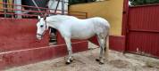 Se vende Yegua Torda Cruzada