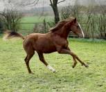 Poulain dressage Sir Donnerhall x Romanov 