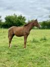 Poulain dressage Sir Donnerhall x Romanov 