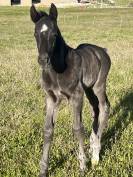 Poulain AES 
