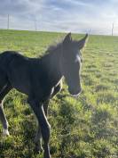 Poulain AES 