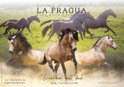 SUPERBE Pouliche espagnole Baroque 1m65
