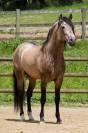 SUPERBE Pouliche espagnole Baroque 1m65