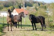 SUPERBE Pouliche espagnole Baroque 1m65