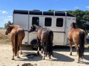 Vente Böckmann Traveller G3 de 06/2022