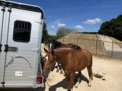 Vente Böckmann Traveller G3 de 06/2022