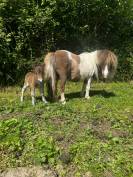 Shetland mini PP