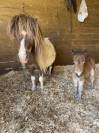 Shetland mini PP
