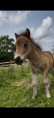 Shetland mini PP