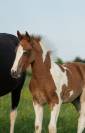POULAIN PONEY PIE ORIGINES CSO