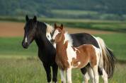 POULAIN PONEY PIE ORIGINES CSO