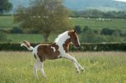 POULAIN PONEY PIE ORIGINES CSO