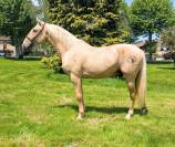 Caballo entero PRE Pura Raza Española En venta 2022 Palomino por SE TIZIANO