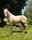 Caballo entero PRE Pura Raza Española En venta 2022 Palomino por SE TIZIANO