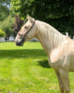 Caballo entero PRE Pura Raza Española En venta 2022 Palomino por SE TIZIANO