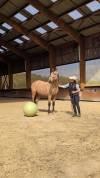 Caballo castrado PRE Pura Raza Española En venta 2021 Isabelo