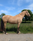 Caballo castrado PRE Pura Raza Española En venta 2021 Isabelo