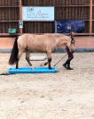 Caballo castrado PRE Pura Raza Española En venta 2021 Isabelo
