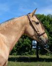 Caballo castrado PRE Pura Raza Española En venta 2021 Isabelo