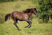 Yegua PRE Pura Raza Española En venta 2022 Negro por HER ARAN II