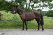 Yegua PRE Pura Raza Española En venta 2022 Negro por HER ARAN II