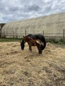Ponette / Poulain