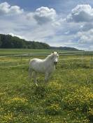 Cheval Camargue à vendre 