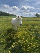 Cheval Camargue à vendre 