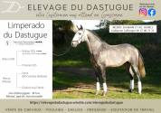 Poulain OC lusitanien 1 an 
