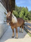 Cheval trait breton 