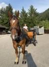 Cheval trait breton 