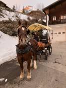 Cheval trait breton 