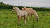 Foal pfs PRINCE DES CHÊNES DOR 