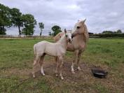 Foal pfs PRINCE DES CHÊNES DOR 