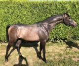 Poulain de 1 ans CSO