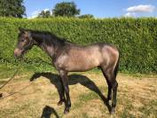 Poulain de 1 ans CSO