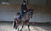Gelding Welsh Pony (Section D), Welsh Cob For sale 2018 Bay