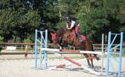 Gelding Welsh Pony (Section D), Welsh Cob For sale 2018 Bay