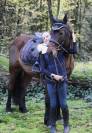 Gelding Welsh Pony (Section D), Welsh Cob For sale 2018 Bay