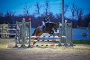 Gelding Welsh Pony (Section D), Welsh Cob For sale 2018 Bay