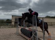 Poney hors côtes 5 ans 