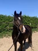 Poney hors côtes 5 ans 