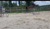 Jument zangersheide de 5 ans 