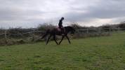 Jument zangersheide de 5 ans 