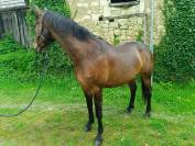 Jument zangersheide de 5 ans 