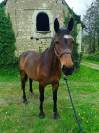 Jument zangersheide de 5 ans 
