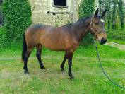 Jument zangersheide de 5 ans 