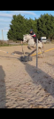 Petit cheval 9 ans 